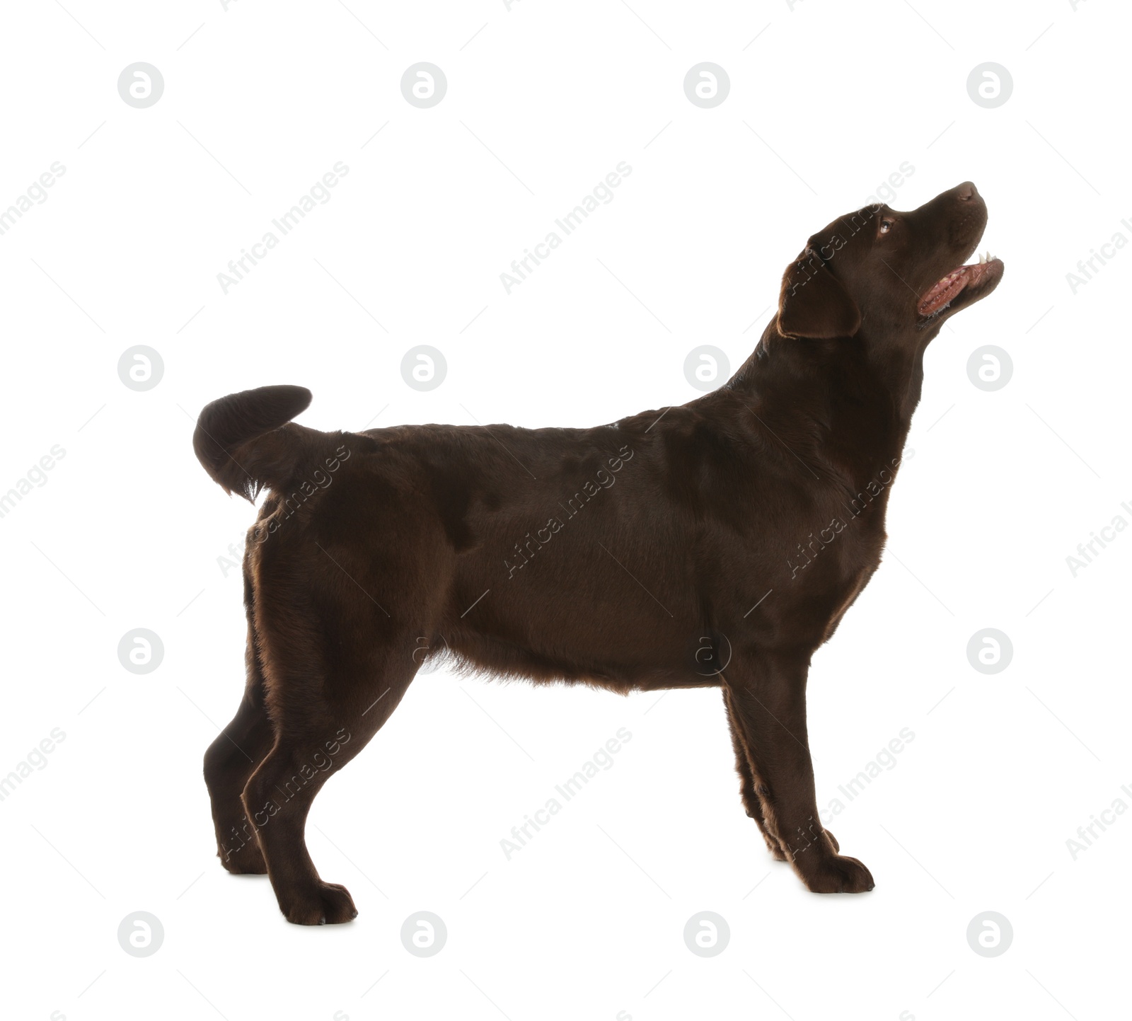 Photo of Chocolate labrador retriever standing on white background