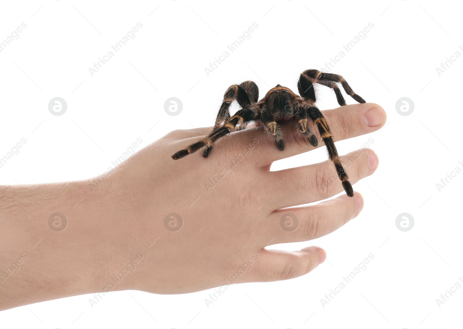 Photo of Man holding striped knee tarantula on white background, closeup