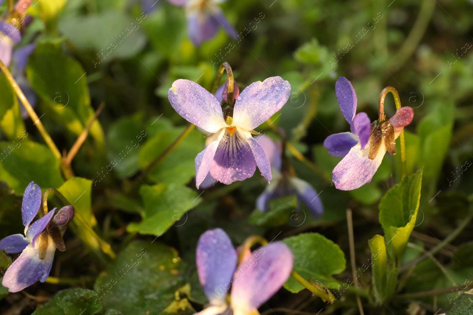 Photo of Beautiful wild violets blooming in forest. Spring flowers