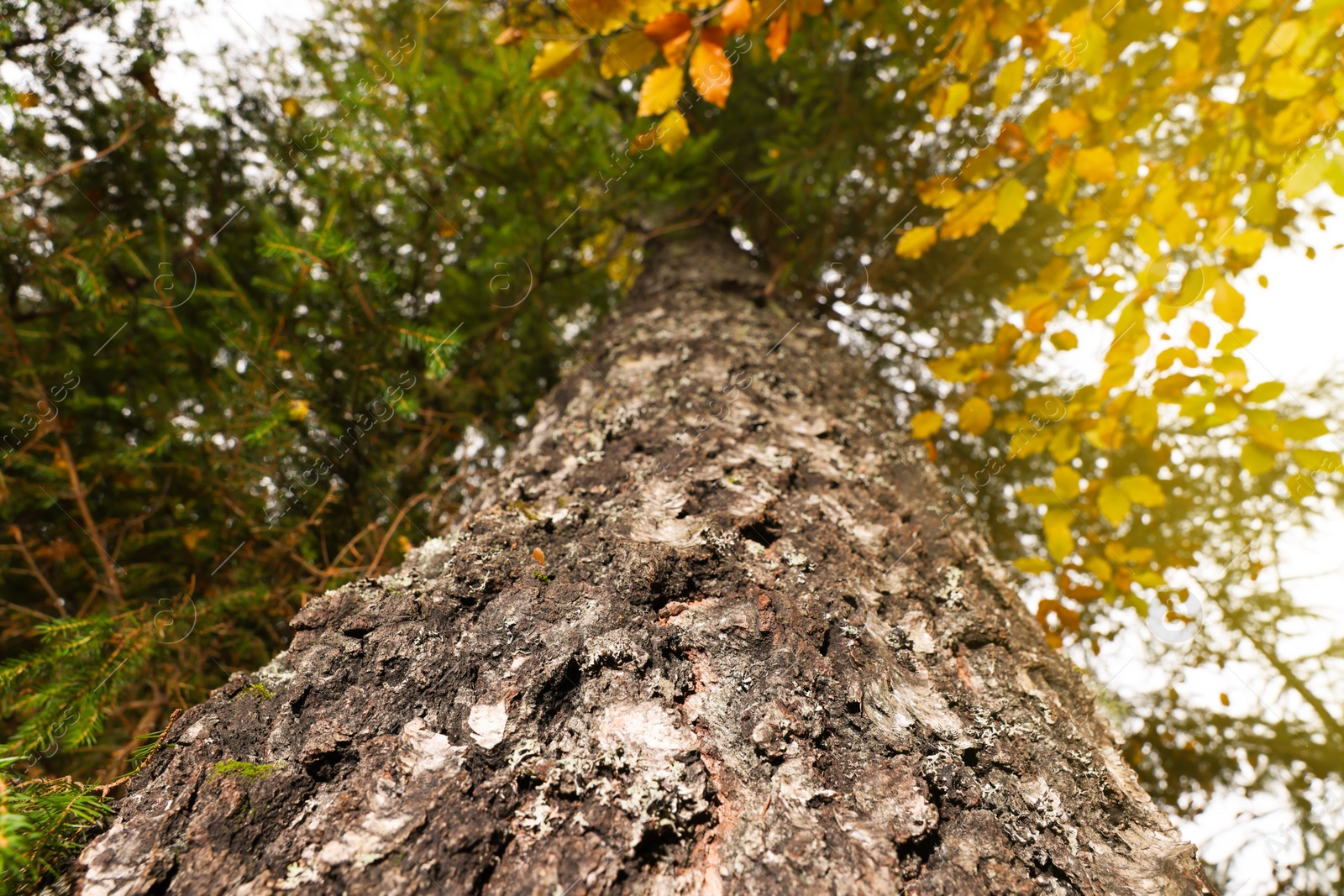 Photo of Texture of bark on tree trunk outdoors, low angle view