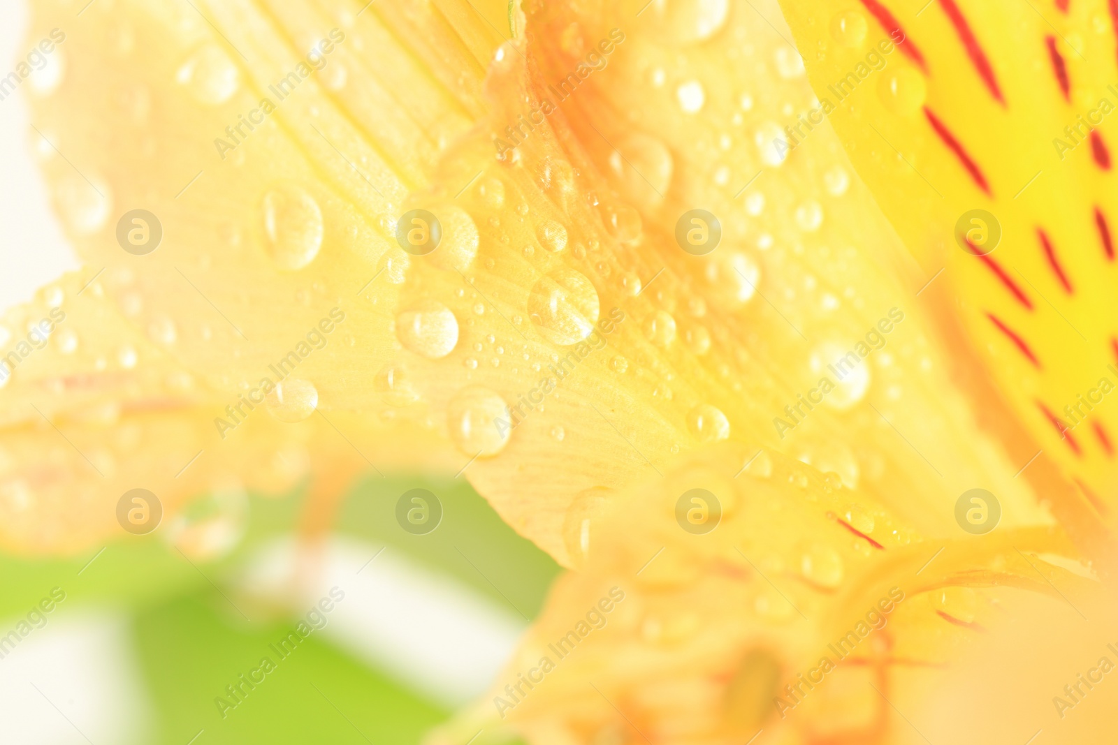 Photo of Beautiful flower with water drops on blurred background, macro view