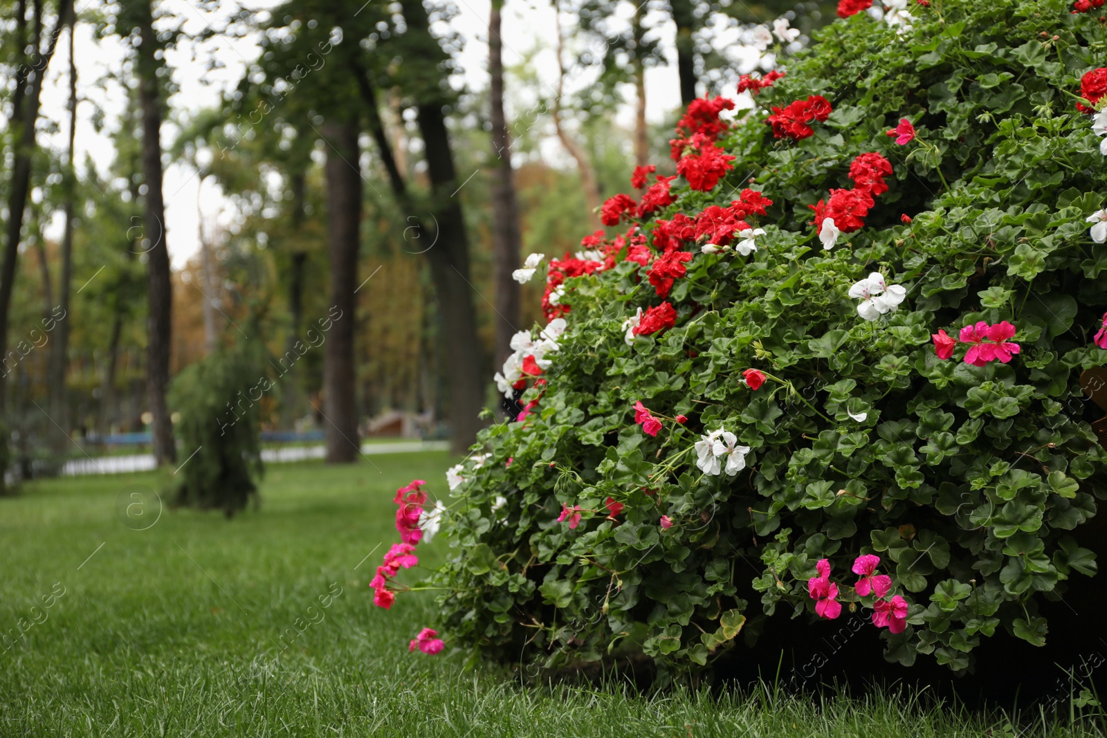 Photo of Beautiful bush with flowers growing in park, space for text