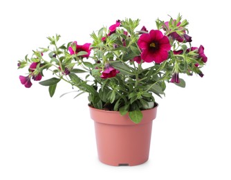 Photo of Beautiful blooming petunia flower in pot isolated on white