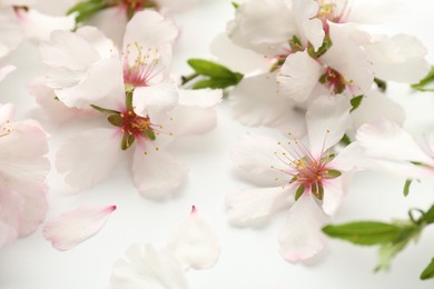 Photo of Beautiful spring tree blossoms on white background, closeup