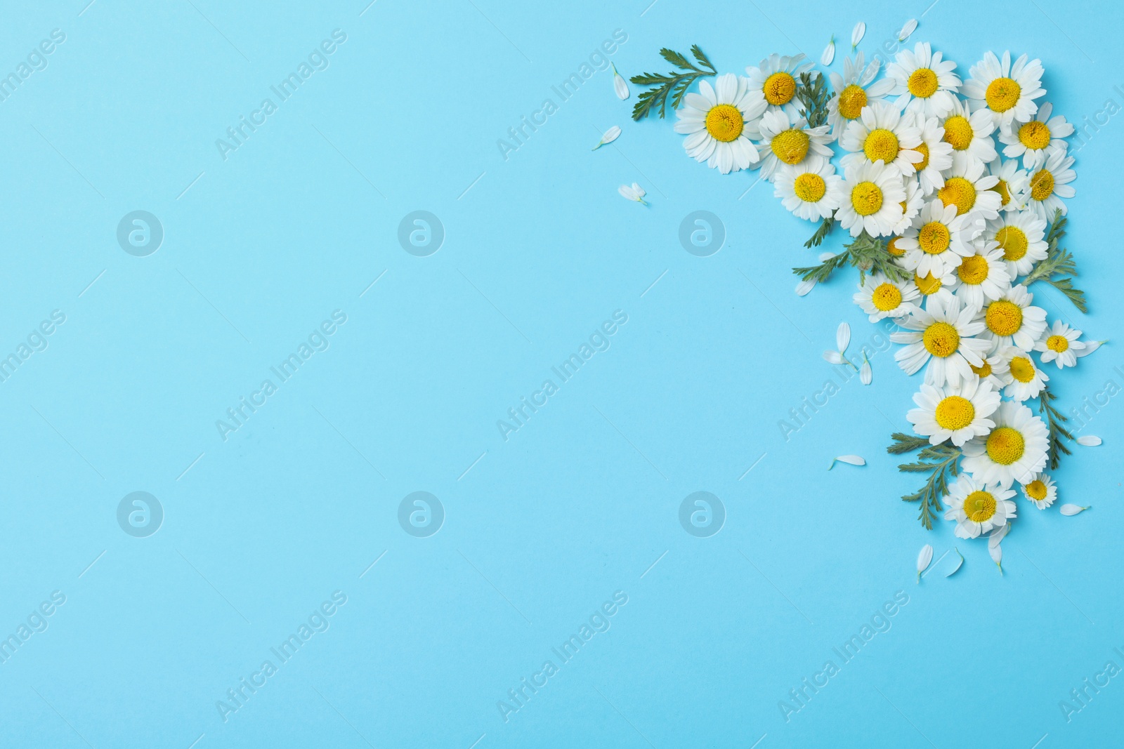 Photo of Flat lay composition with fresh chamomiles on light blue background. Space for text