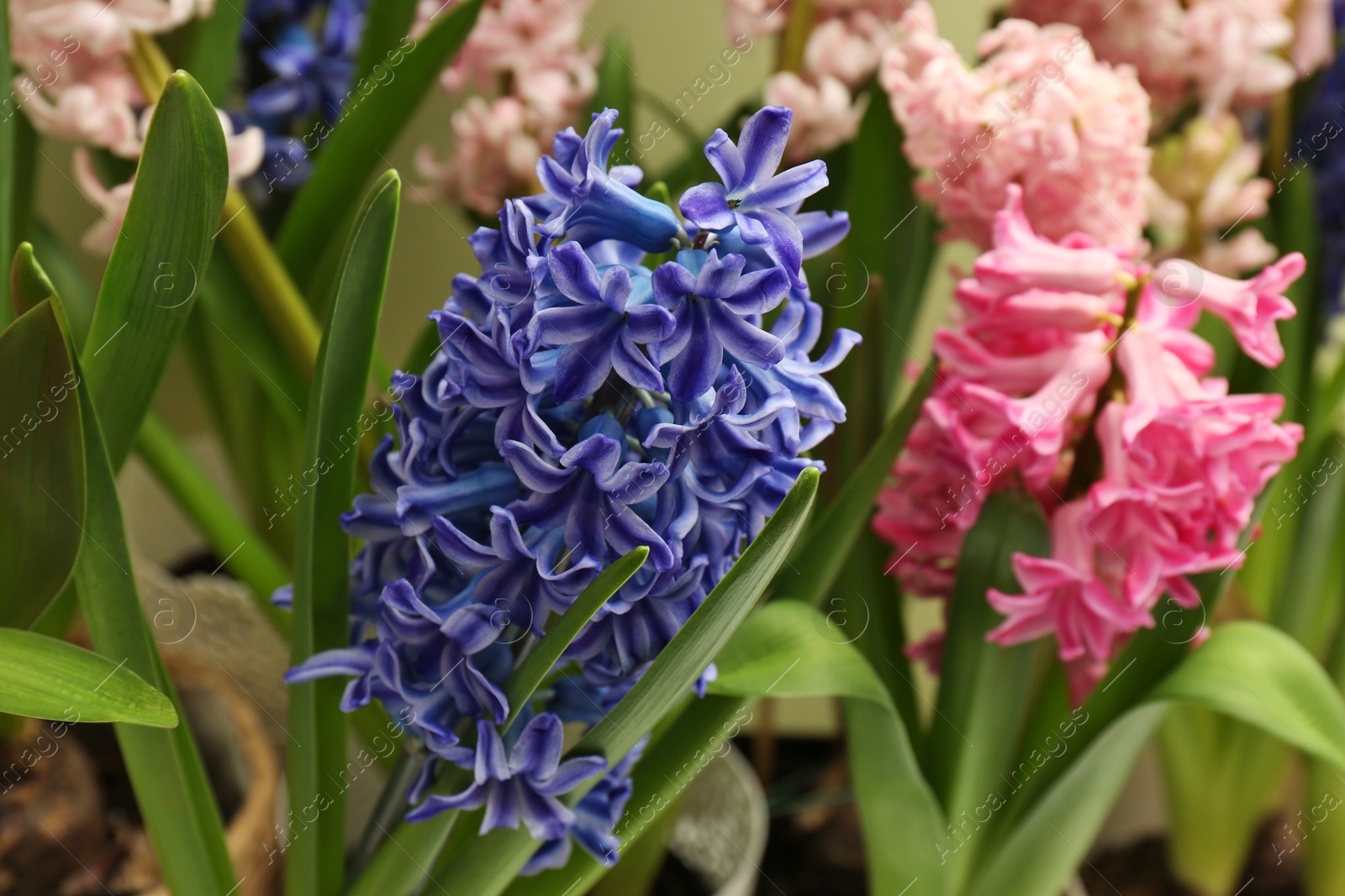 Photo of Beautiful spring hyacinth flowers with green leaves, closeup