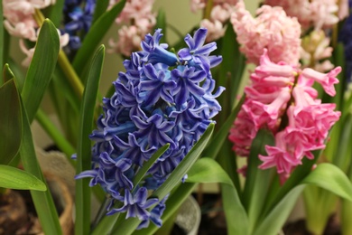 Photo of Beautiful spring hyacinth flowers with green leaves, closeup