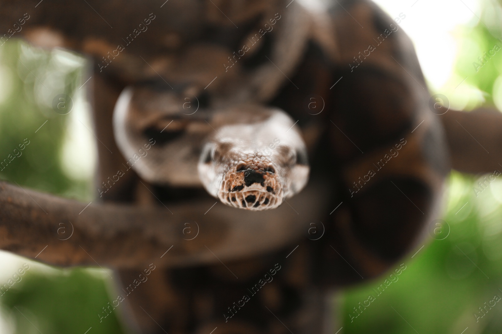 Photo of Brown boa constrictor on tree branch outdoors, closeup