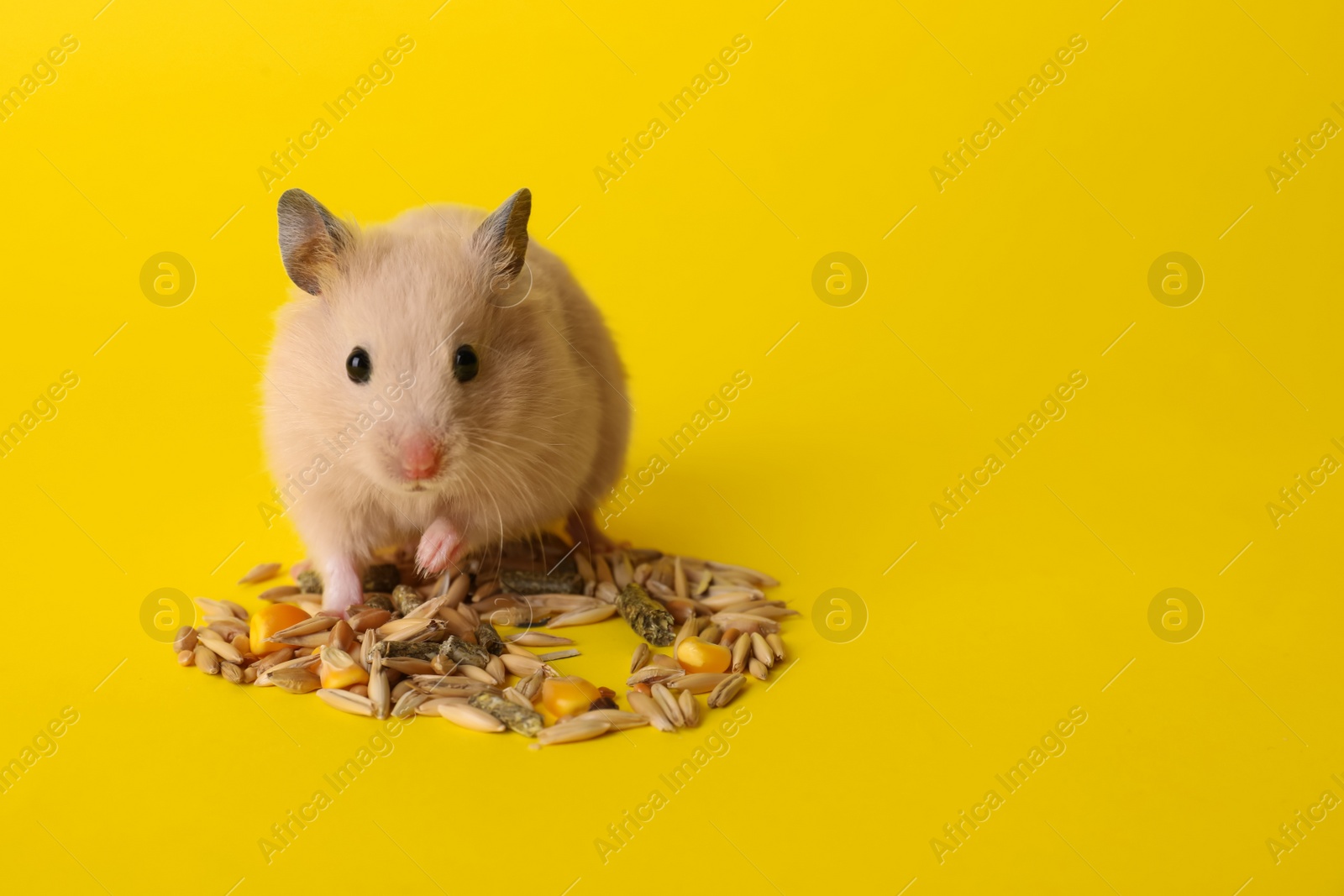 Photo of Adorable hamster and pile of seeds on yellow background. Space for text