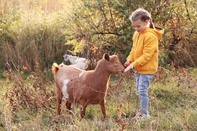 Photo of Farm animal. Cute little girl feeding goat on pasture