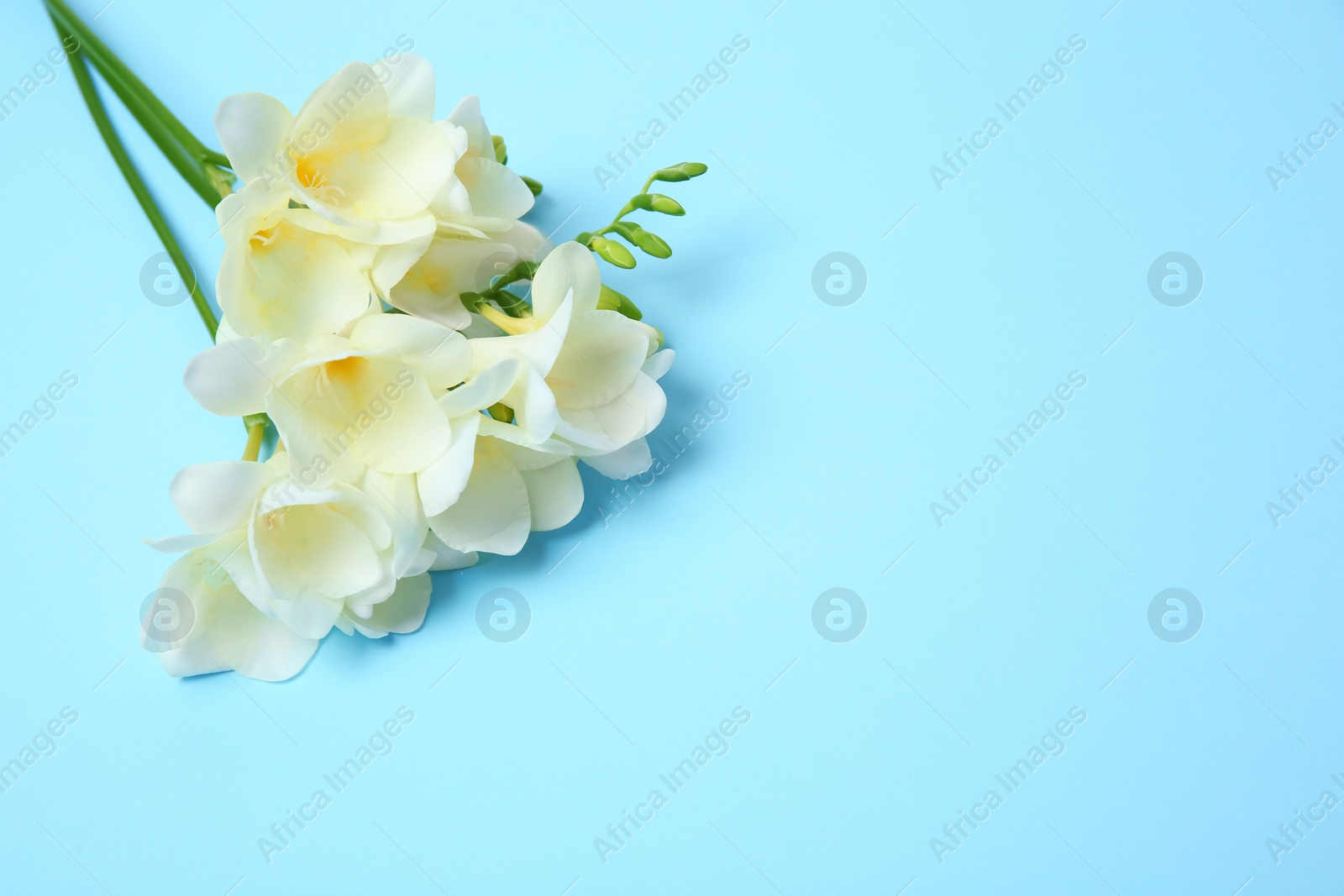 Photo of Beautiful freesia flowers on color background