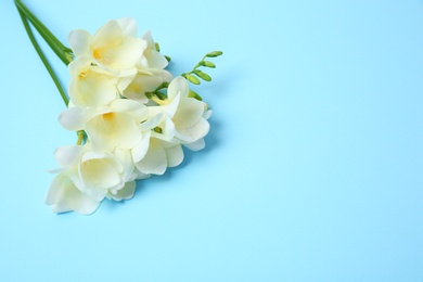 Beautiful freesia flowers on color background