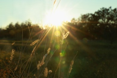 Photo of Beautiful meadow plants in countryside at sunset