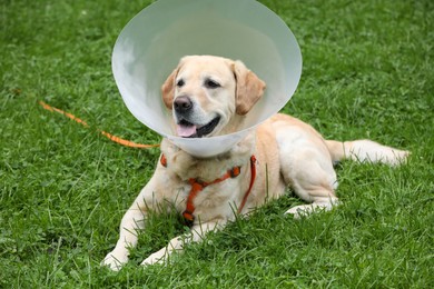 Photo of Adorable Labrador Retriever dog with Elizabethan collar lying on green grass outdoors