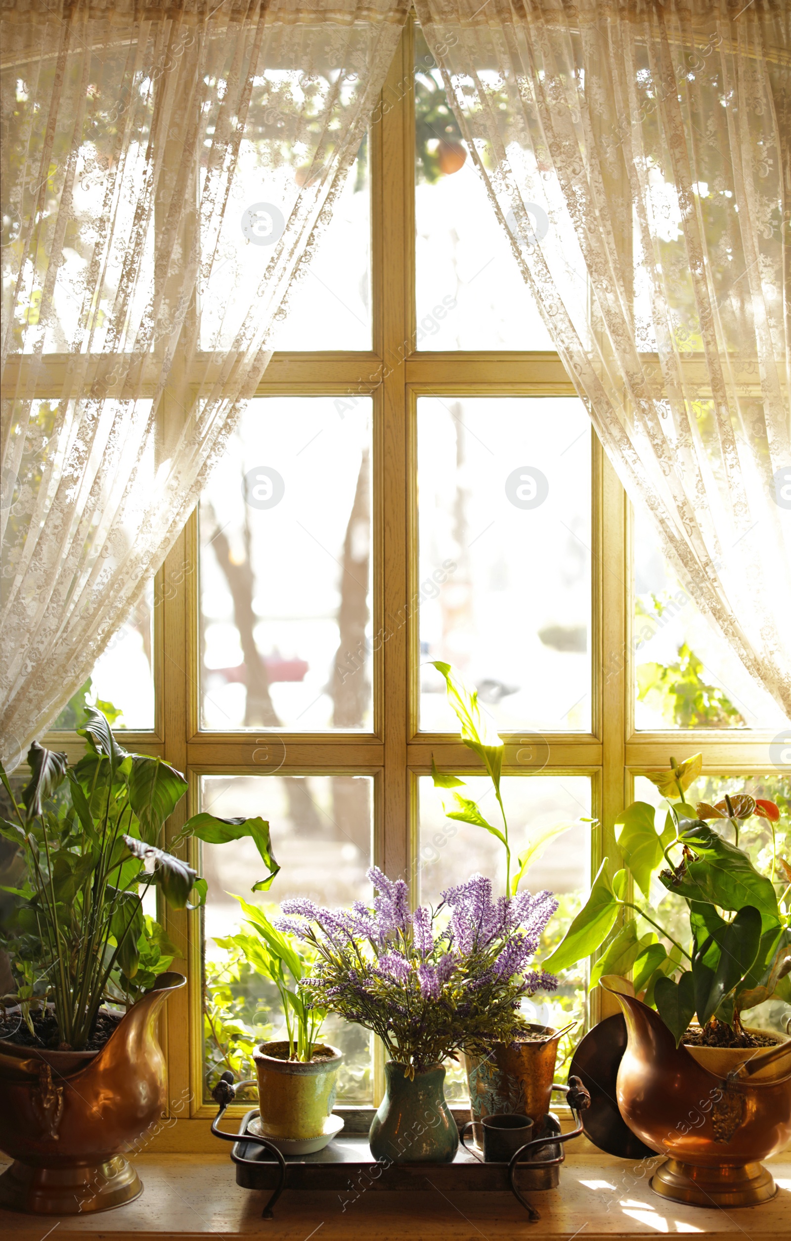 Photo of Beautiful view of sunlit houseplants on window sill