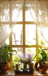 Photo of Beautiful view of sunlit houseplants on window sill