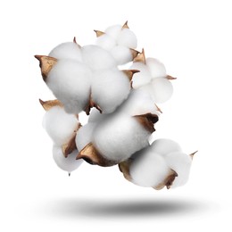 Image of Beautiful cotton flowers falling on white background