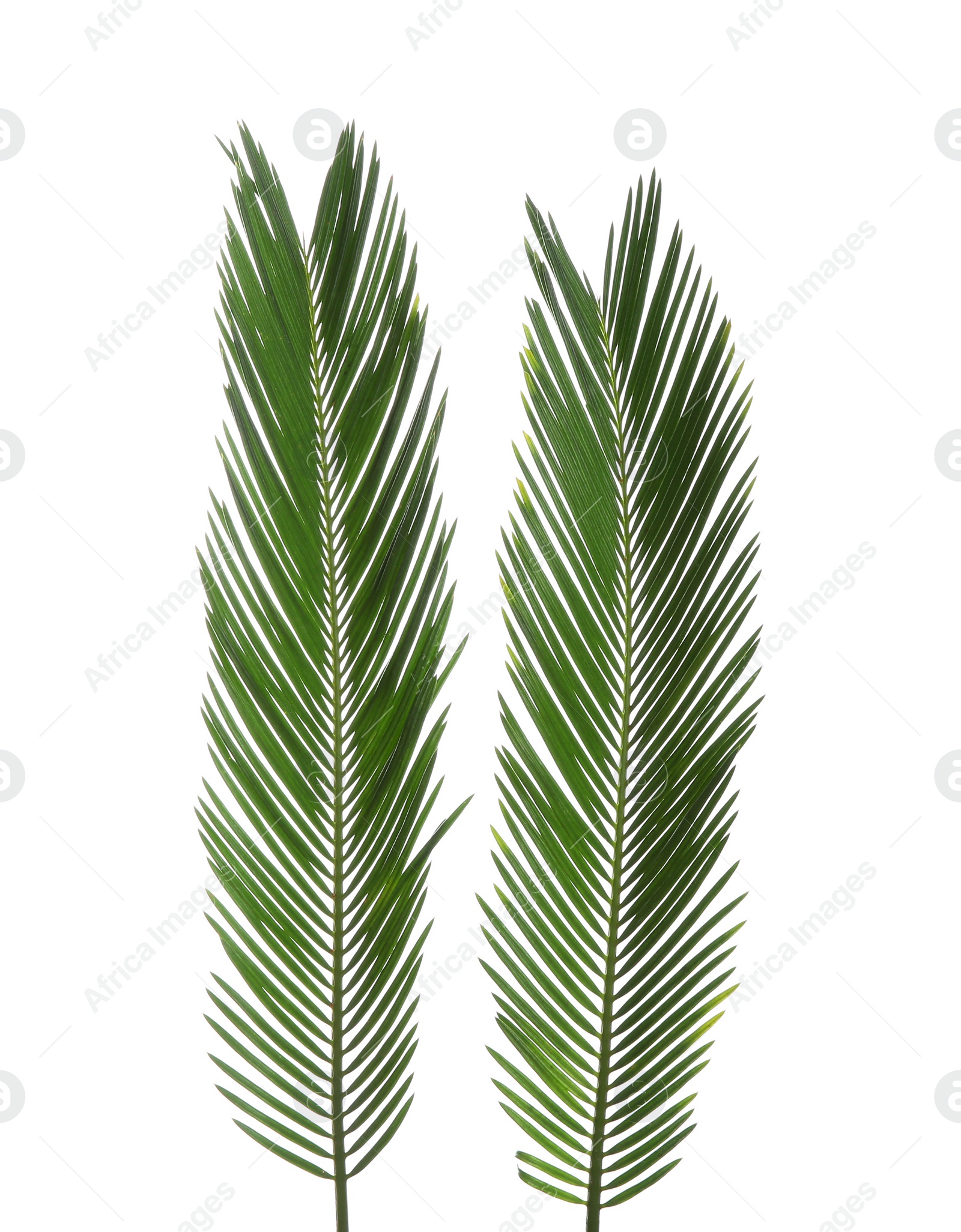 Photo of Beautiful tropical Sago palm leaves on white background