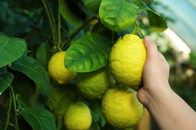 Photo of Woman picking ripe lemon from branch outdoors, closeup