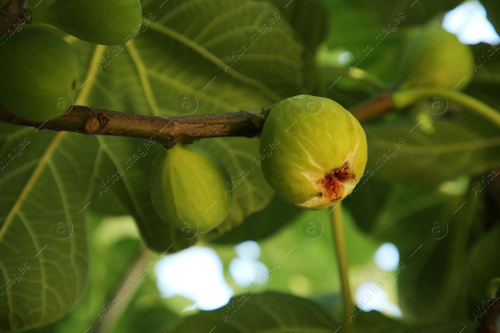 Photo of Unripe figs growing on tree in garden, closeup