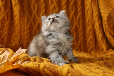 Photo of Cute kitten on orange knitted blanket. Baby animal