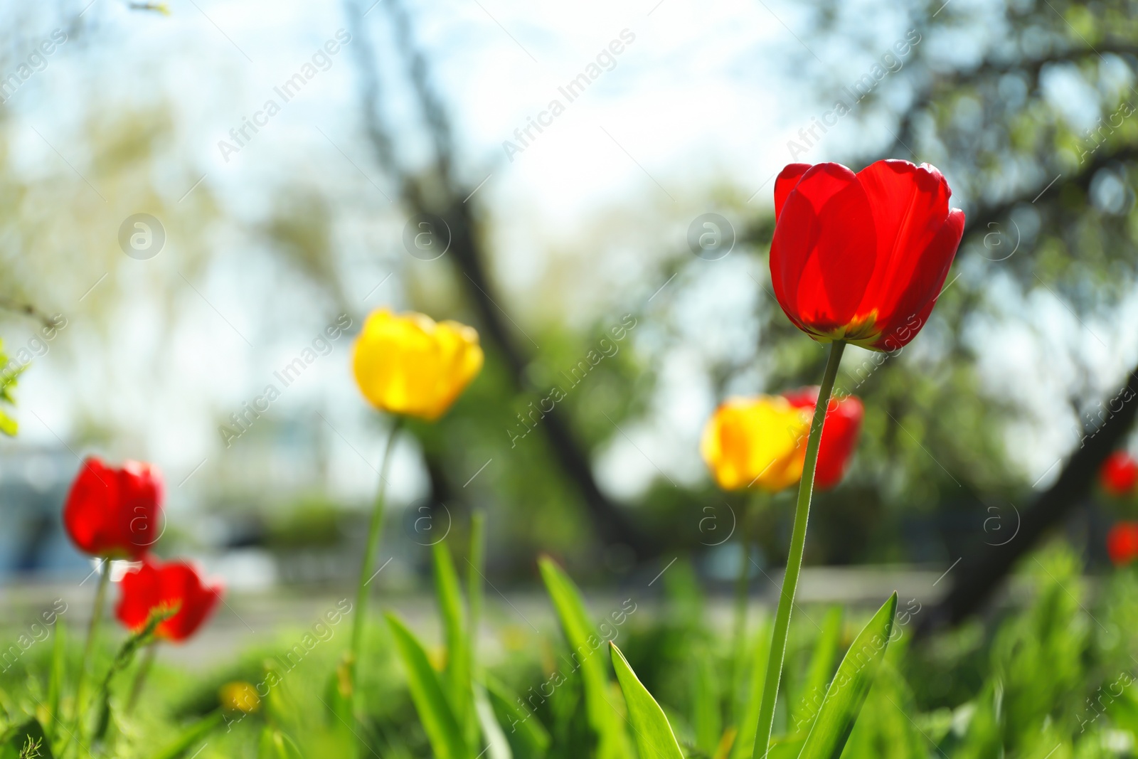 Photo of Blossoming tulips outdoors on sunny spring day