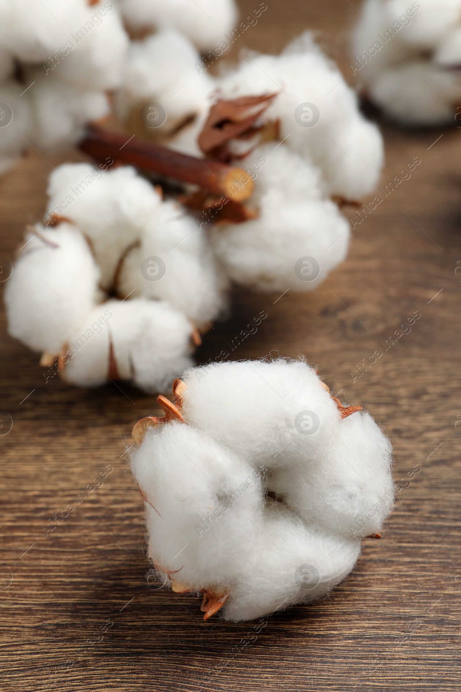 Photo of Fluffy cotton flowers on wooden table, closeup