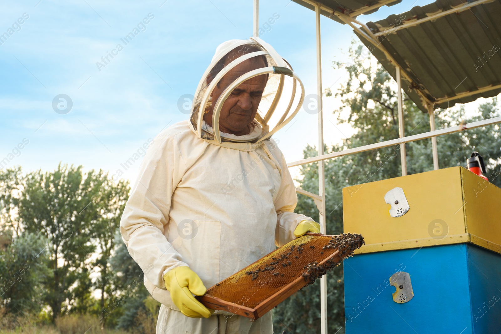 Photo of Beekeeper in uniform with honey frame at apiary