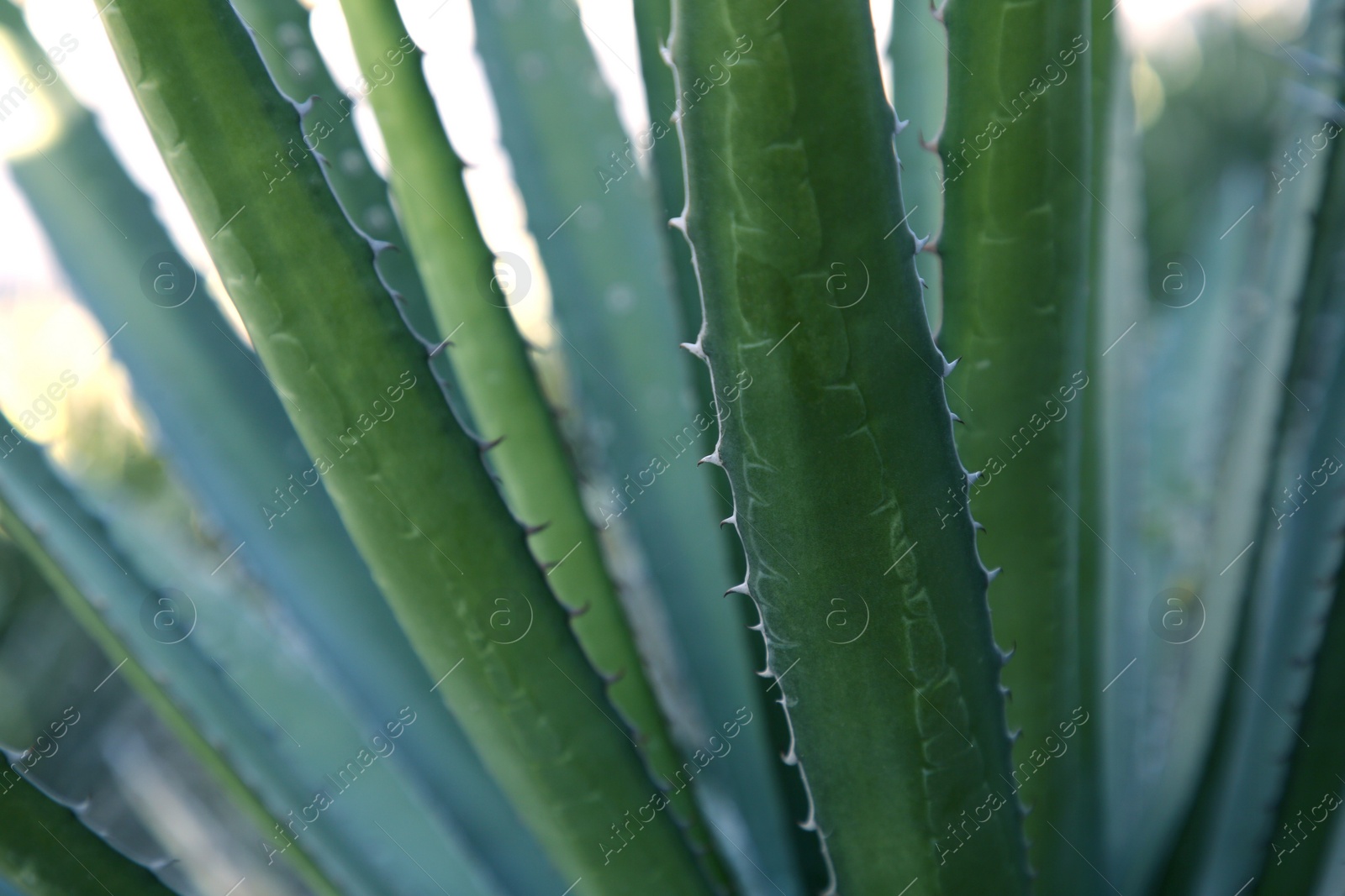 Photo of Closeup view of beautiful Agave leaves. Exotic plant