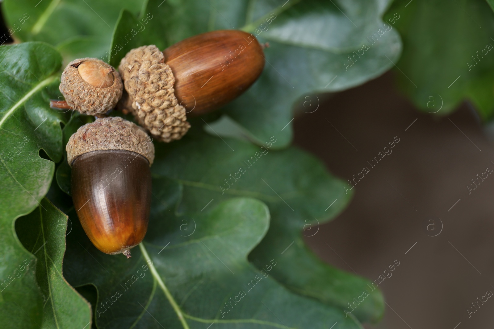 Photo of Oak branch with acorns and green leaves outdoors, closeup. Space for text