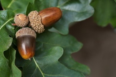Photo of Oak branch with acorns and green leaves outdoors, closeup. Space for text