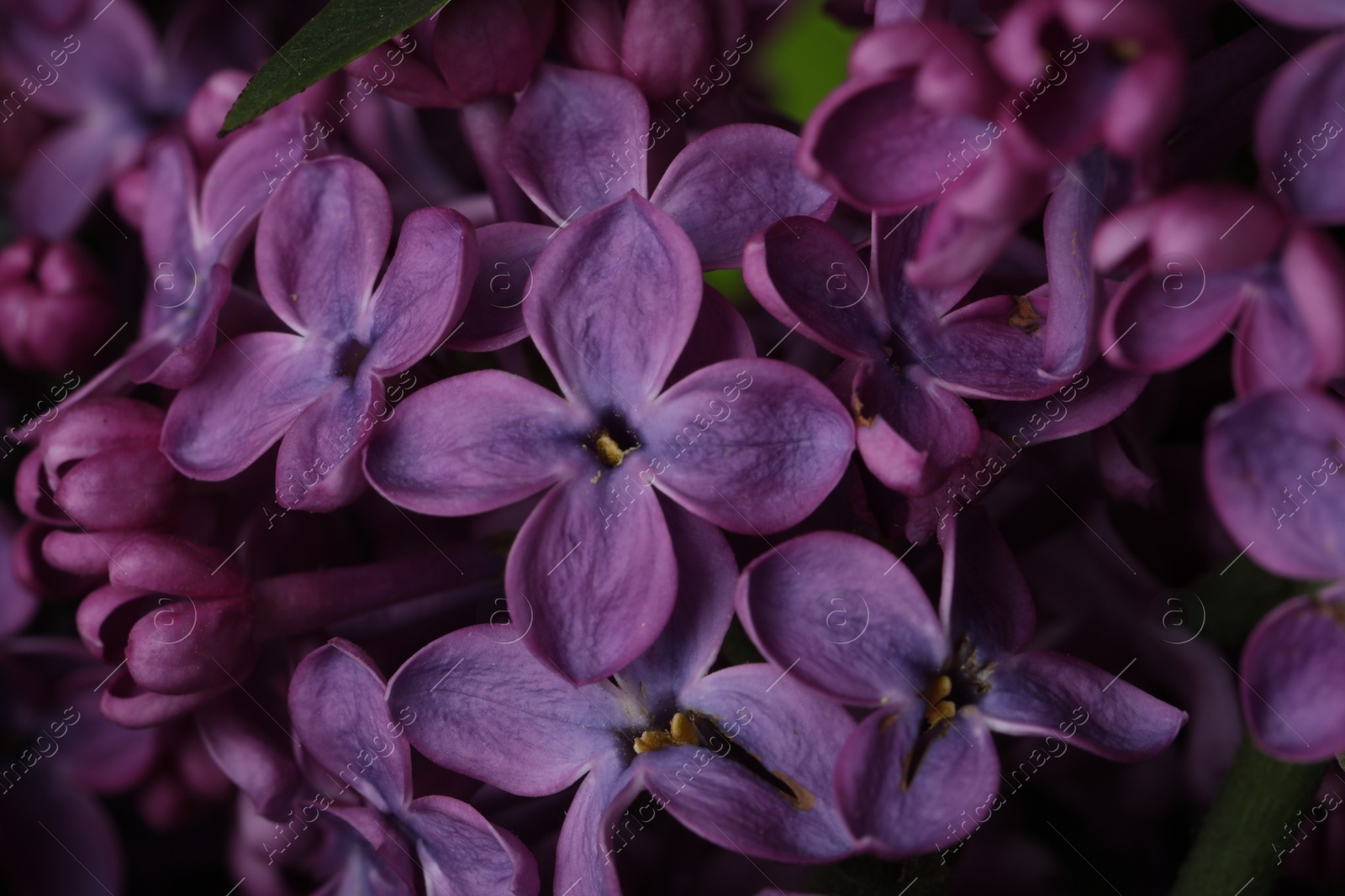 Photo of Closeup view of beautiful blossoming lilac as background