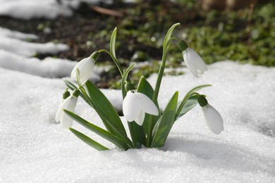 Beautiful blooming snowdrops growing in snow outdoors. Spring flowers