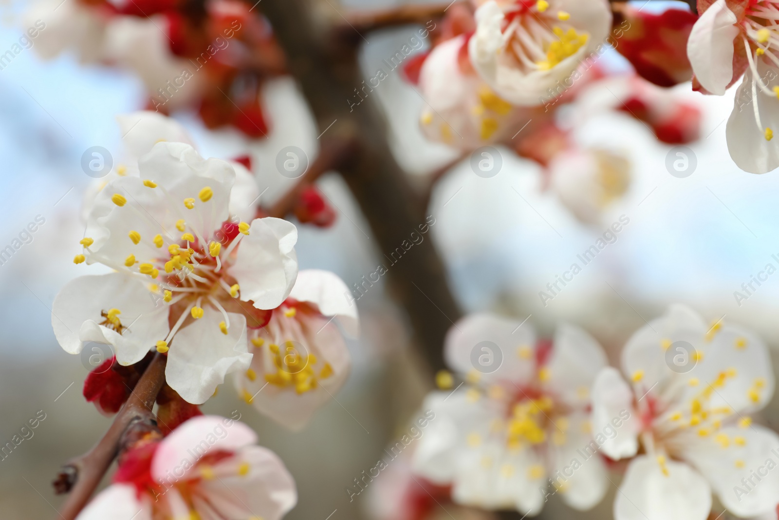 Photo of Beautiful apricot tree branch with tiny tender flowers outdoors, closeup. Awesome spring blossom