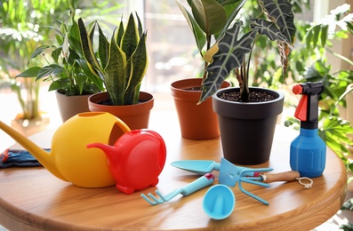 Beautiful growing home plants and gardening tools on table indoors