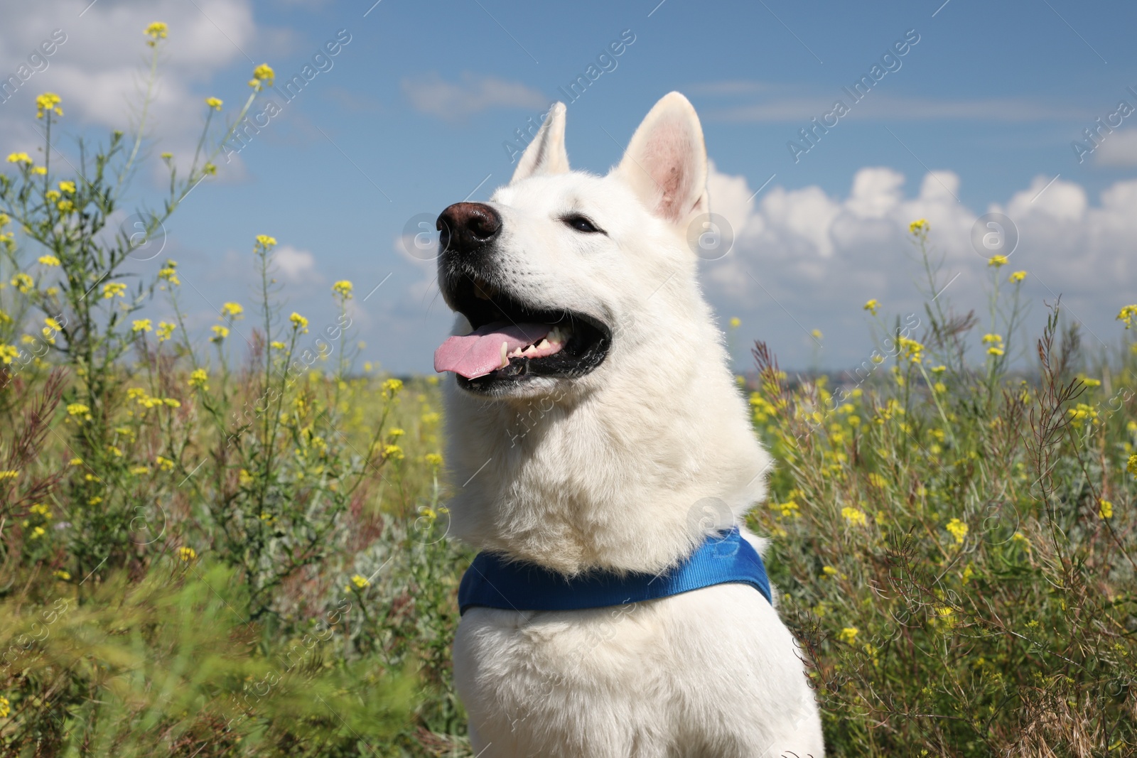 Photo of Cute white Swiss Shepherd dog in park