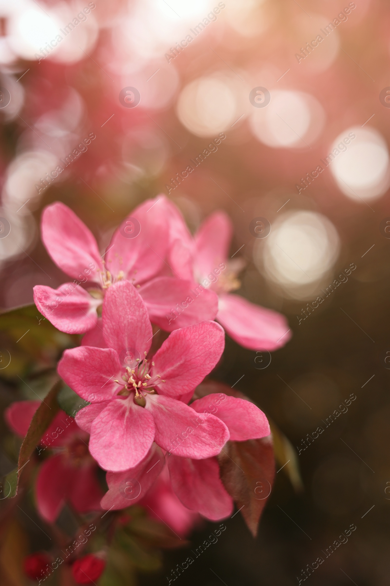 Photo of Closeup view of beautiful blossoming apple tree outdoors on spring day