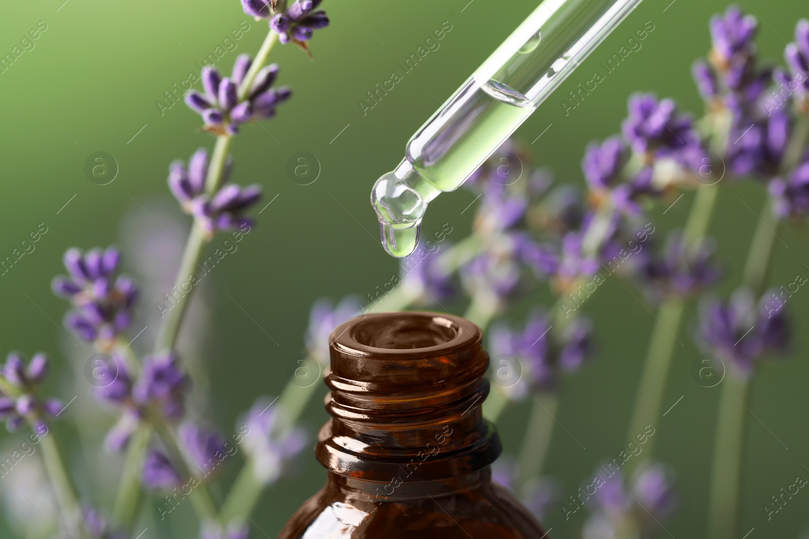 Photo of Dripping essential oil from pipette into bottle near lavender on green background, closeup