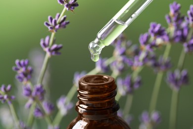 Dripping essential oil from pipette into bottle near lavender on green background, closeup