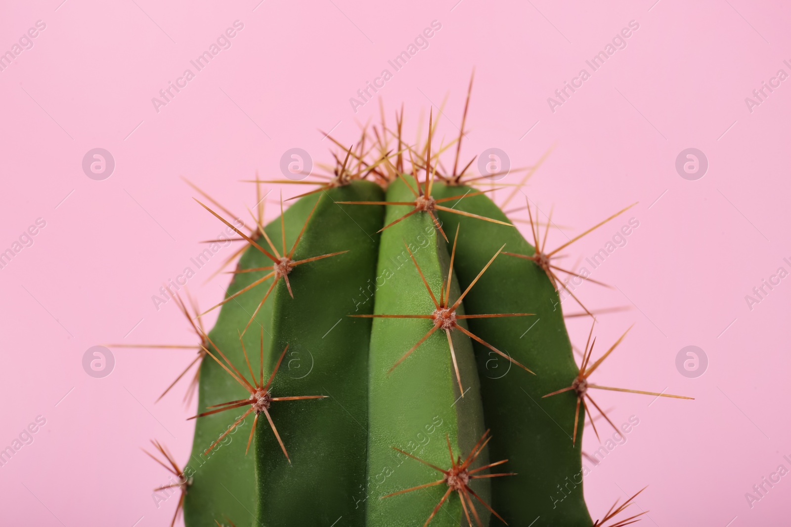 Photo of Beautiful green cactus on pink background, closeup. Tropical plant