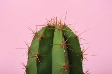 Beautiful green cactus on pink background, closeup. Tropical plant