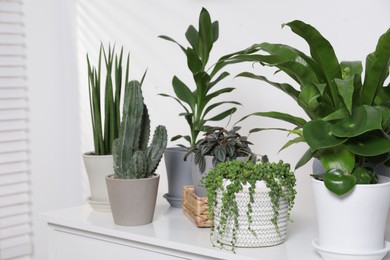 Photo of Green houseplants in pots on chest of drawers near white wall