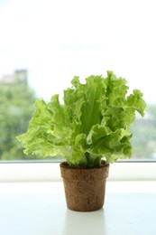 Photo of Lettuce growing in peat pot on window sill