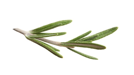 Photo of Fresh rosemary on white background