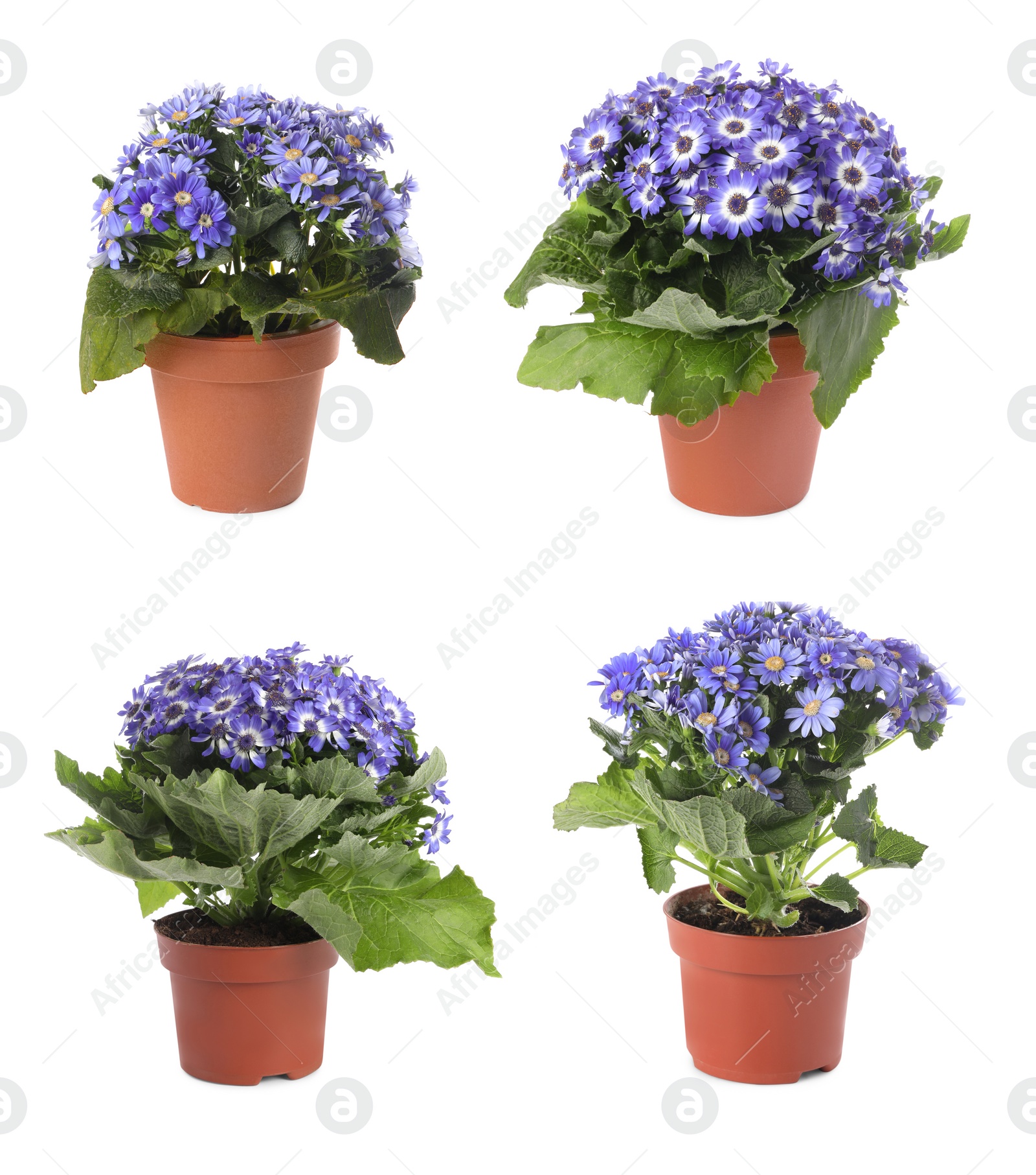 Image of Collection of beautiful flowers in pots on white background