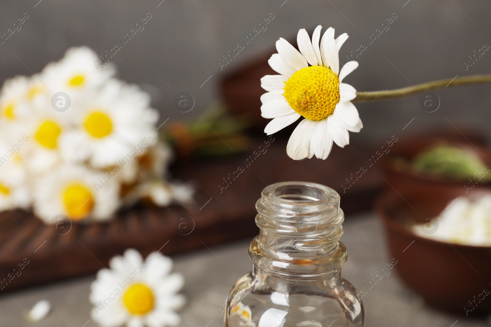 Photo of Chamomile flower over bottle with essential oil on blurred background, closeup. Space for text