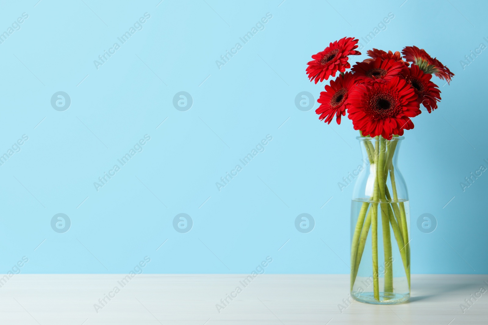 Photo of Bouquet of beautiful red gerbera flowers in glass vase on light blue background. Space for text