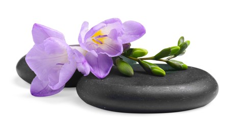 Photo of Beautiful violet freesia flowers and stones isolated on white