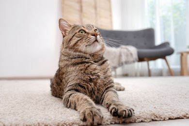 Photo of Cute cat resting on carpet at home