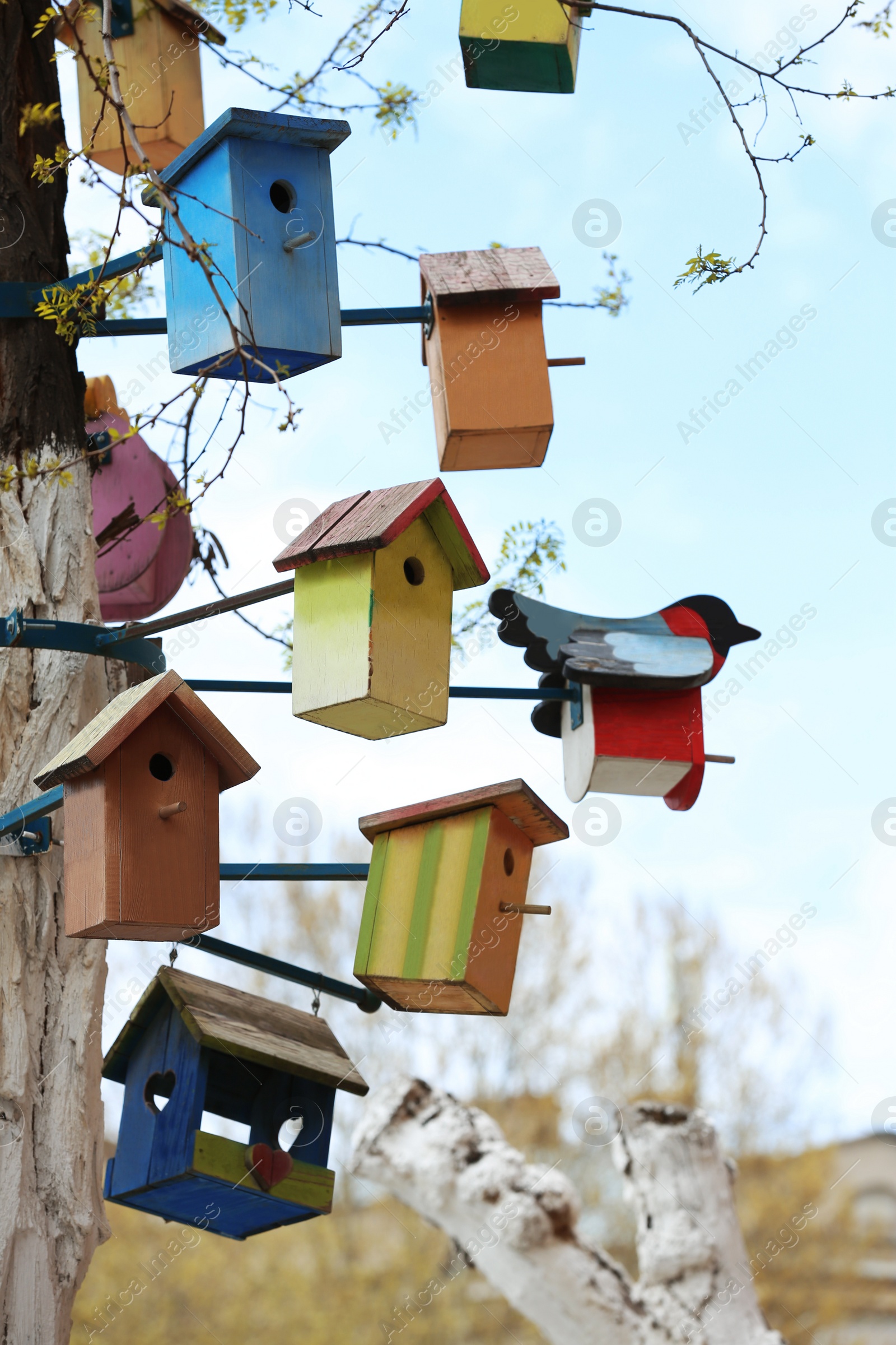 Photo of Lots of colorful wooden bird houses on tree outdoors